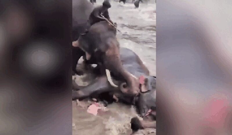 Elefantes brigando durante atividade turística em acampamento na Índia.