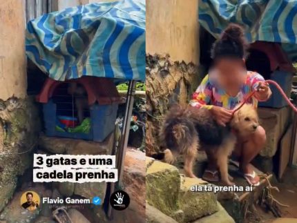casal-e-preso-em-flagrante-por-maus-tratos-contra-animais-em-mangaratiba