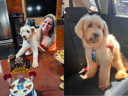 Cachorro entra na justiça contra ex-dona e ganha indenização de R$ 5 mil por maus-tratos