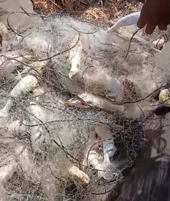 Piracema de mandi surpreende moradores no Rio Purus e garante fartura em Sena Madureira