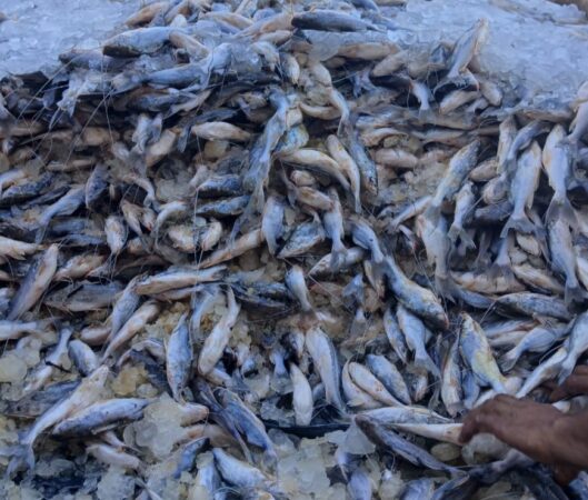 Para suprir a escassez temporária nos rios locais, feirantes de Sena Madureira importam toneladas de pescado da região do Juruá.