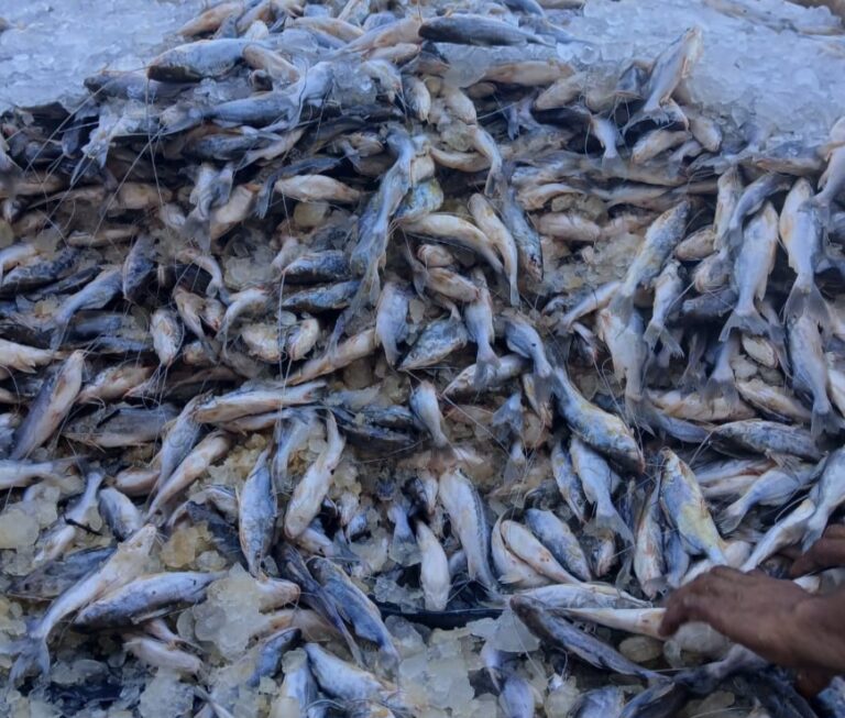 Para suprir a escassez temporária nos rios locais, feirantes de Sena Madureira importam toneladas de pescado da região do Juruá.