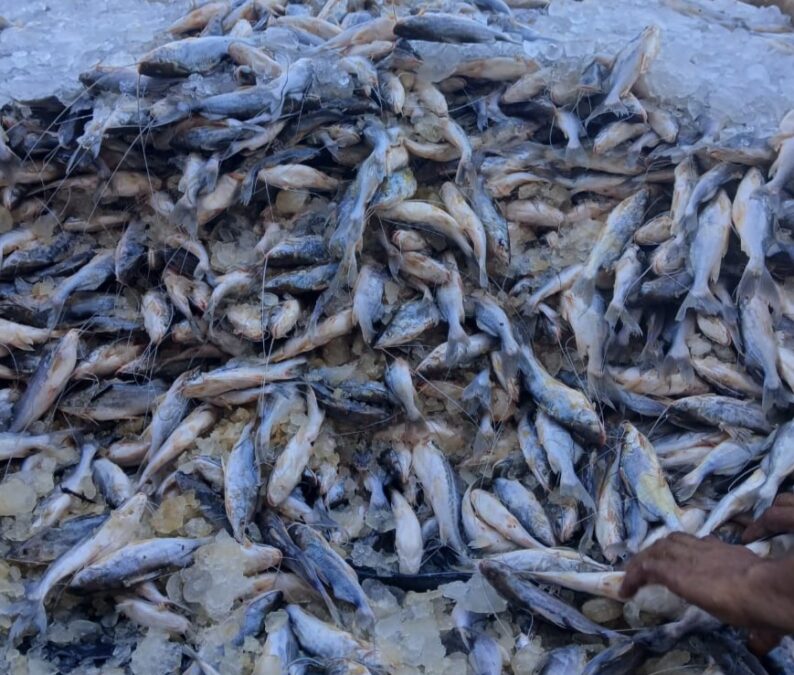 3 mil quilos de mandi são trazidos de Cruzeiro do Sul para Sena Madureira