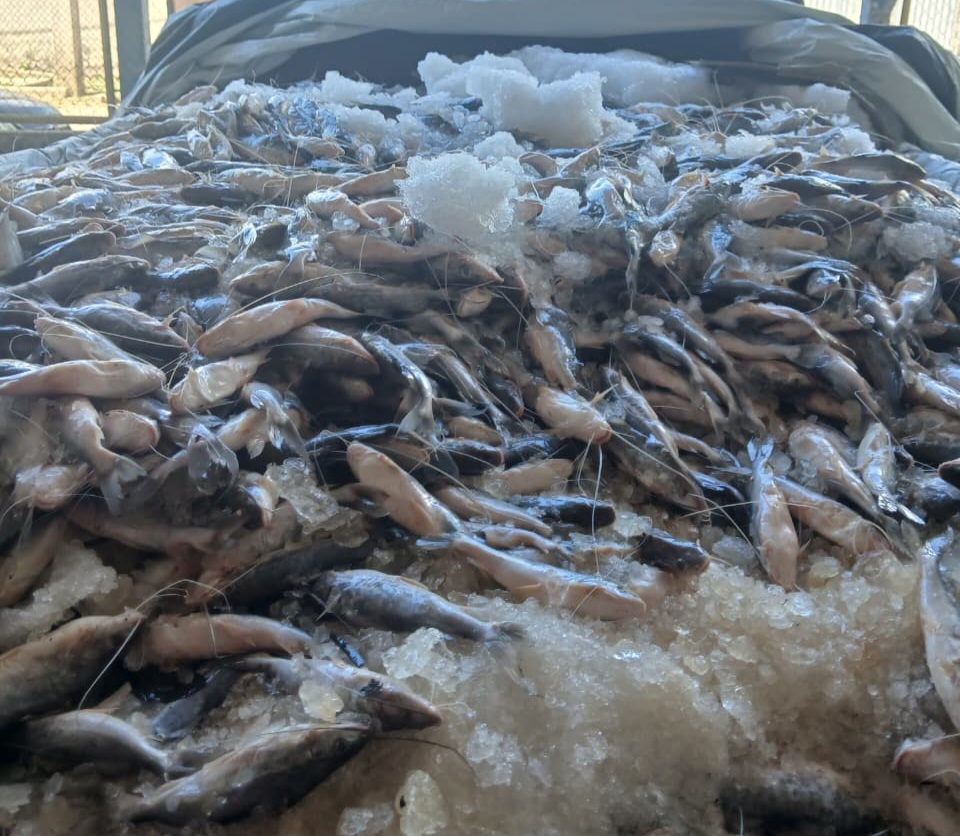 Mercado de Sena Madureira recebe mais de 1.200 quilos de mandi de Cruzeiro do Sul