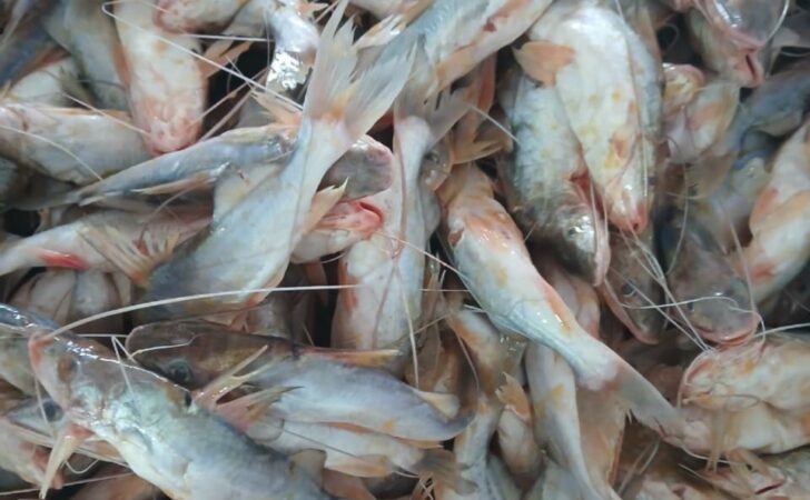 Nova remessa de mandi chega ao mercado de Sena Madureira após meses de escassez.