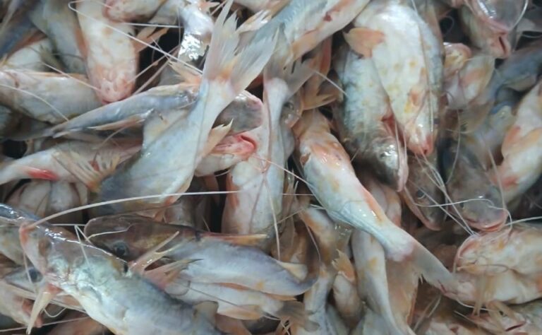 Nova remessa de mandi chega ao mercado de Sena Madureira após meses de escassez.