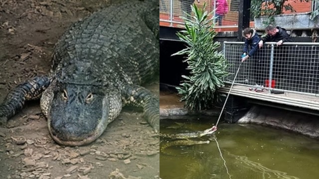 Menino de 3 anos cai em recinto de crocodilos e homem é preso no Reino Unido