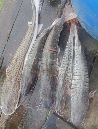 Piracema de surubim e caparari no rio Purus anima pescadores em Sena Madureira