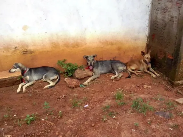 MPAC pede medidas para proteção animal e controle de zoonoses em Sena Madureira.