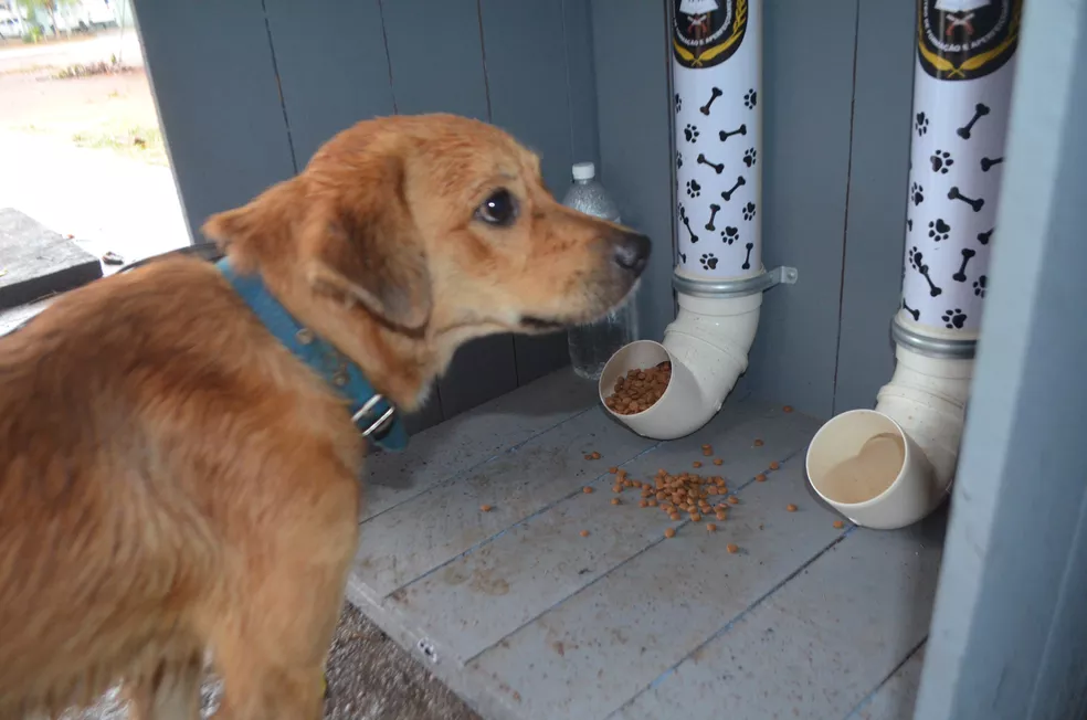 Projeto de lei que garante água e comida para animais de rua é aprovado no Acre
