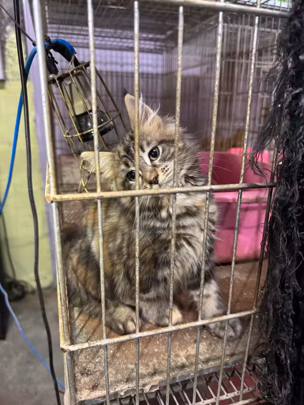 Polícia encontra mais de 100 gatos escondidos em fundos falsos e prende suspeita por maus-tratos