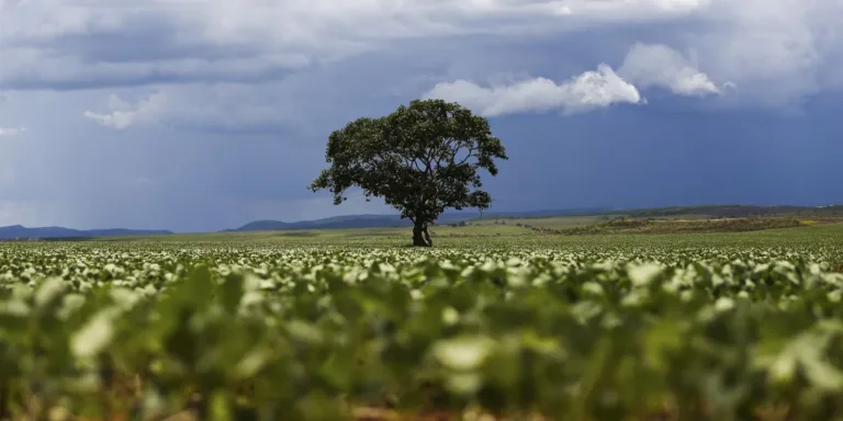 Crédito rural financiou R$ 92,4 bi em áreas com alertas ambientais