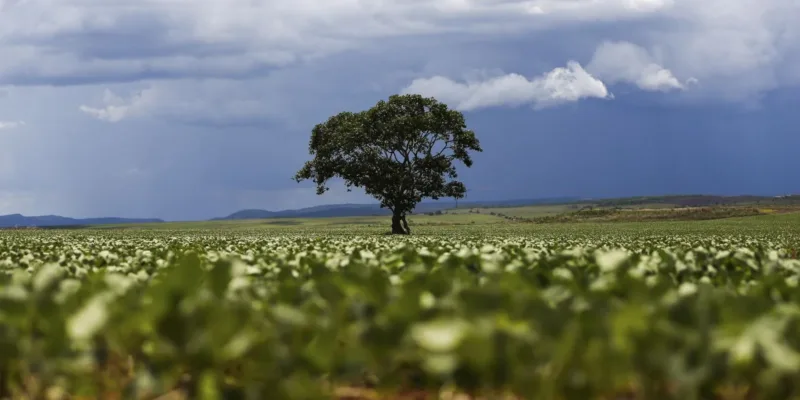 Crédito rural financiou R$ 92,4 bi em áreas com alertas ambientais