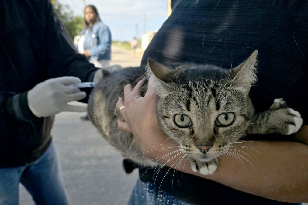 Sena Madureira inicia vacinação antirrábica gratuita para cães e gatos na segunda-feira