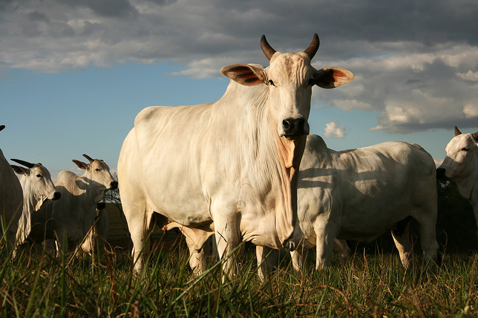 Acre registra a arroba da vaca gorda mais barata do Brasil em julho de 2026