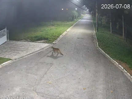 Onça-parda é flagrada caminhando em condomínio de luxo em SP