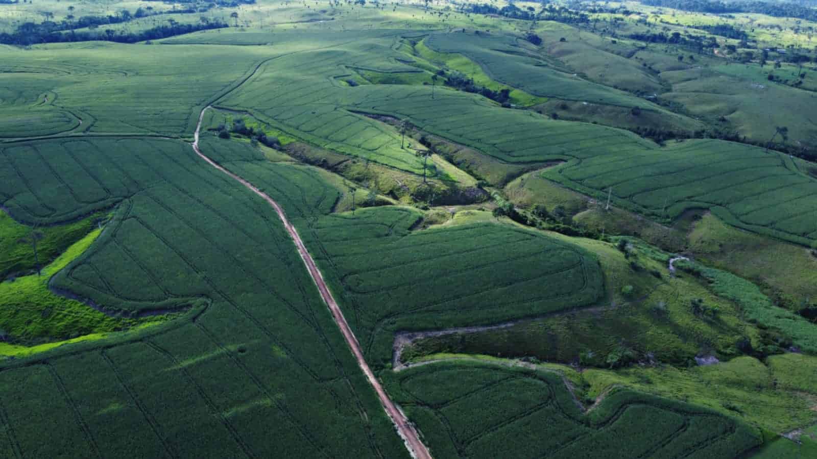 Veja as cidades que mais movimentam a agropecuária no Acre segundo levantamento com dados do IBGE.