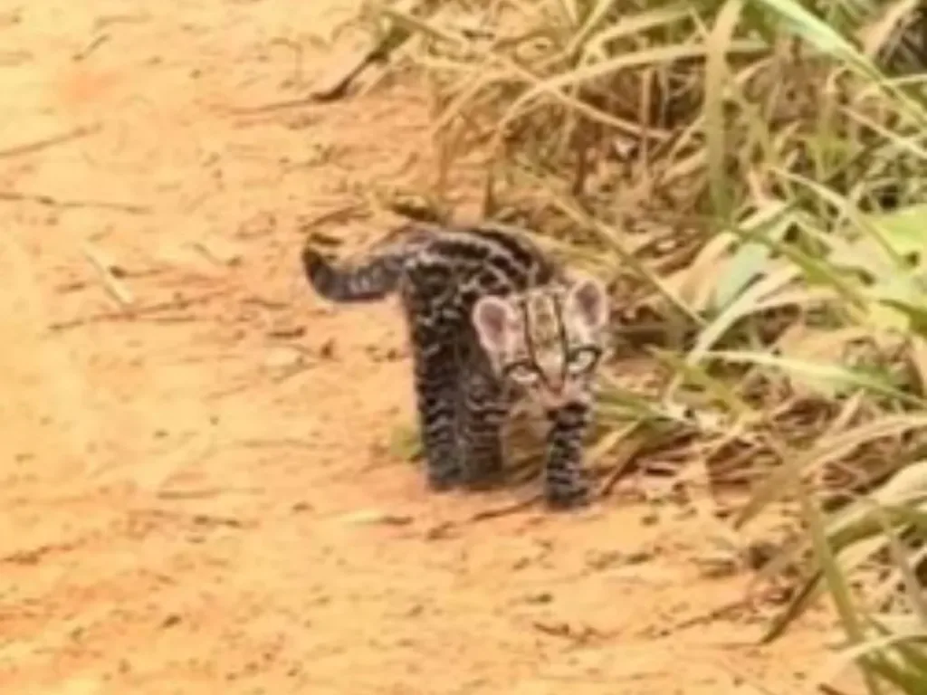 Filhote de onça atravessa ramal na zona rural de Porto Velho.