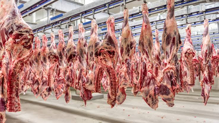 Abate de bovinos no Acre cresce em 2026 com aumento da participação de fêmeas nos frigoríficos.