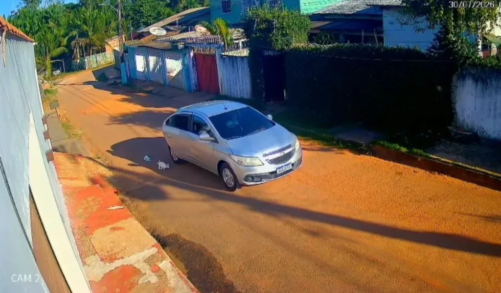 Gato é jogado de carro e morto após atropelamento em Rio Branco.