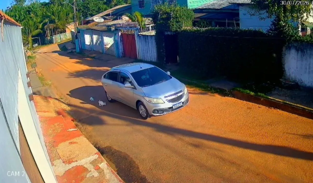 Gato é jogado de carro e morto após atropelamento em Rio Branco.