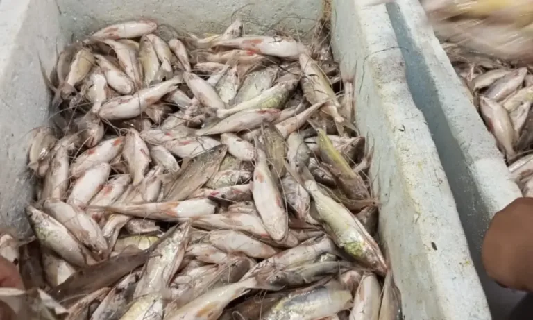 Preço do mandi cai em Sena Madureira após aumento da pesca durante a piracema.