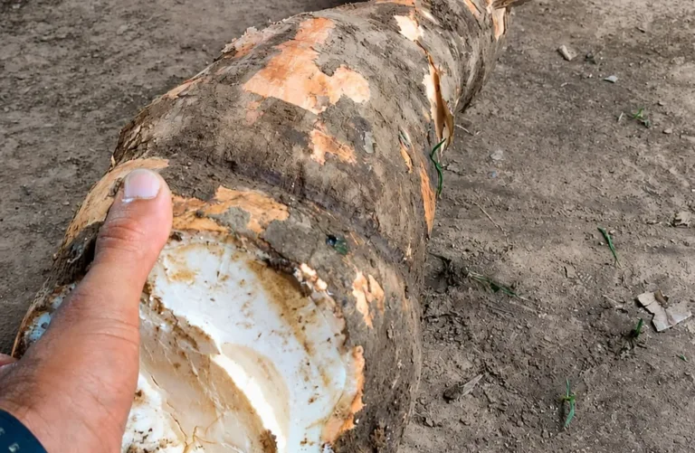 Produtores rurais colhem mandioca de quase 15 quilos na comunidade Mariomba, em Sena Madureira.