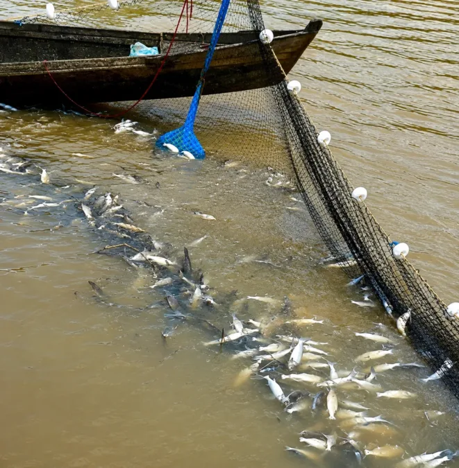 Denúncia aponta desperdício de toneladas de mandi durante piracema no Rio Purus, em Sena Madureira