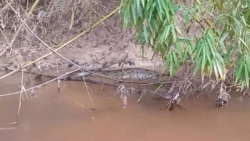 Sucuri de grande porte é filmada às margens do Rio Moa na Serra do Divisor.
