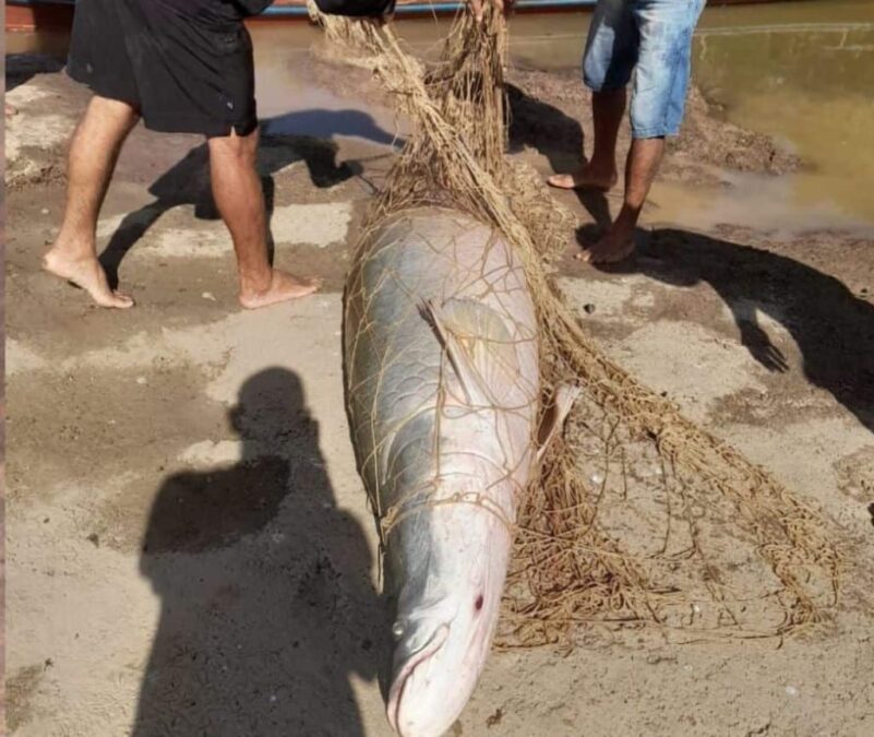 Pescadores capturam pirarucu de mais de 50 quilos no rio Iaco, em Sena Madureira