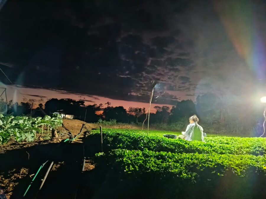 Xapuri avança na construção de fábrica de beneficiamento de jambu com emenda de Perpétua Almeida