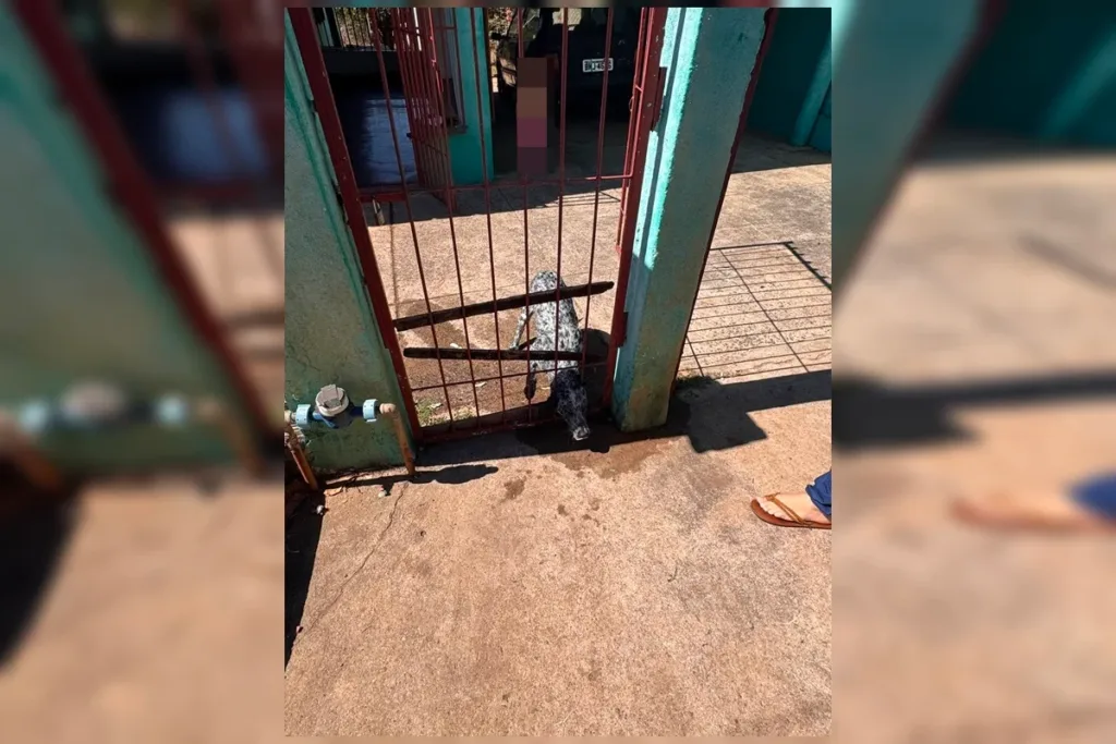 Cachorro é resgatado após ficar com cabeça presa em portão