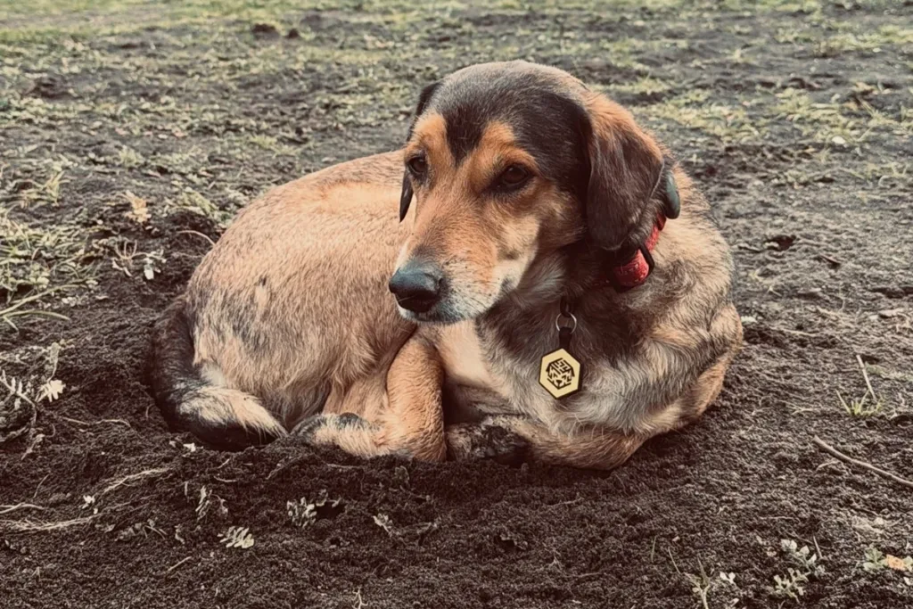 Cão Poze: tudo o que se sabe sobre a morte do animal na Argentina