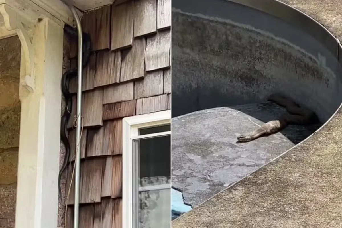 Casal compra casa histórica e descobre infestação de cobras