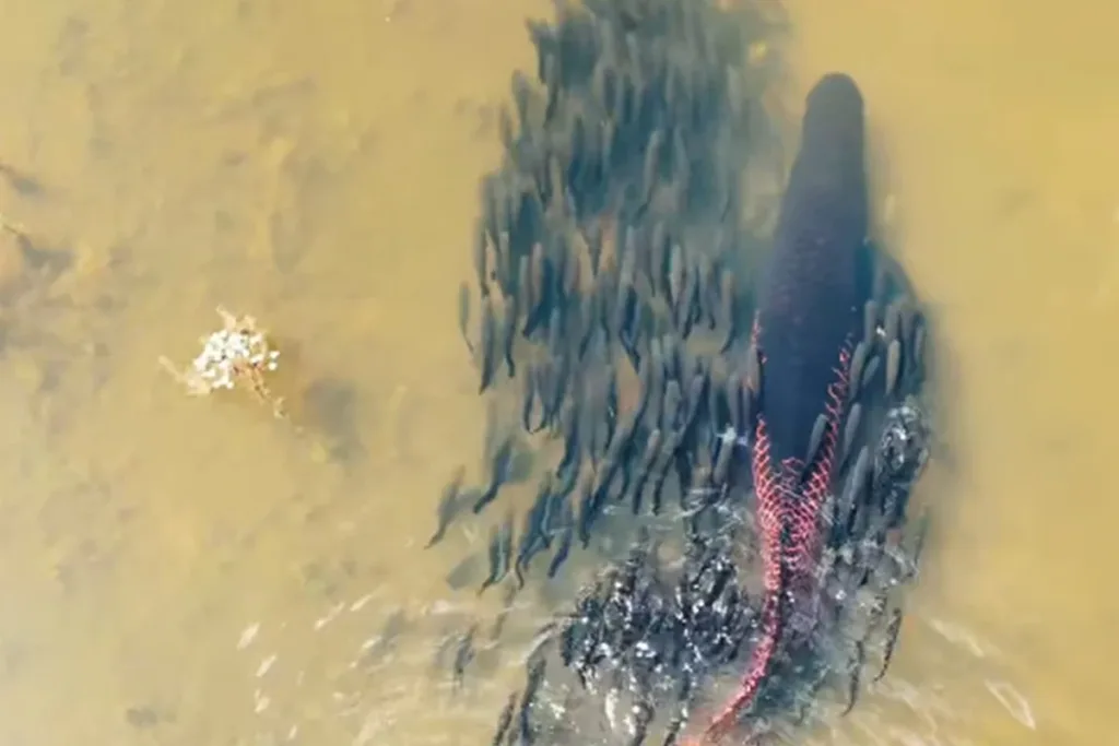 Casal de peixes protege filhotes durante travessia de rio em MT