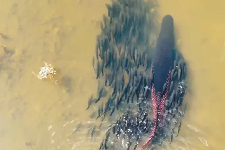 Casal de peixes protege filhotes durante travessia de rio em MT