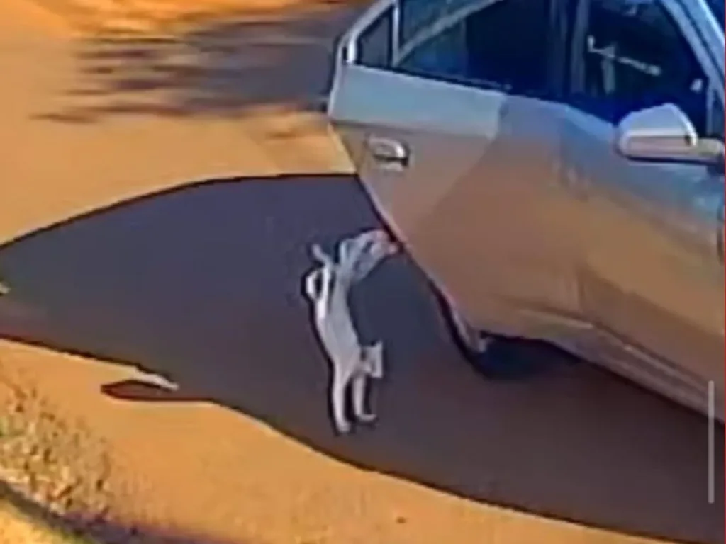 Suspeitas de matar gato atropelado pagam fiança e deixam prisão em Rio Branco.