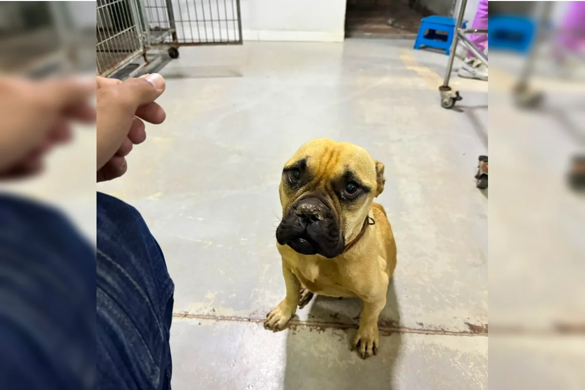 DF: gestor de Hospital Veterinário culpa tutor por abandono de cadela