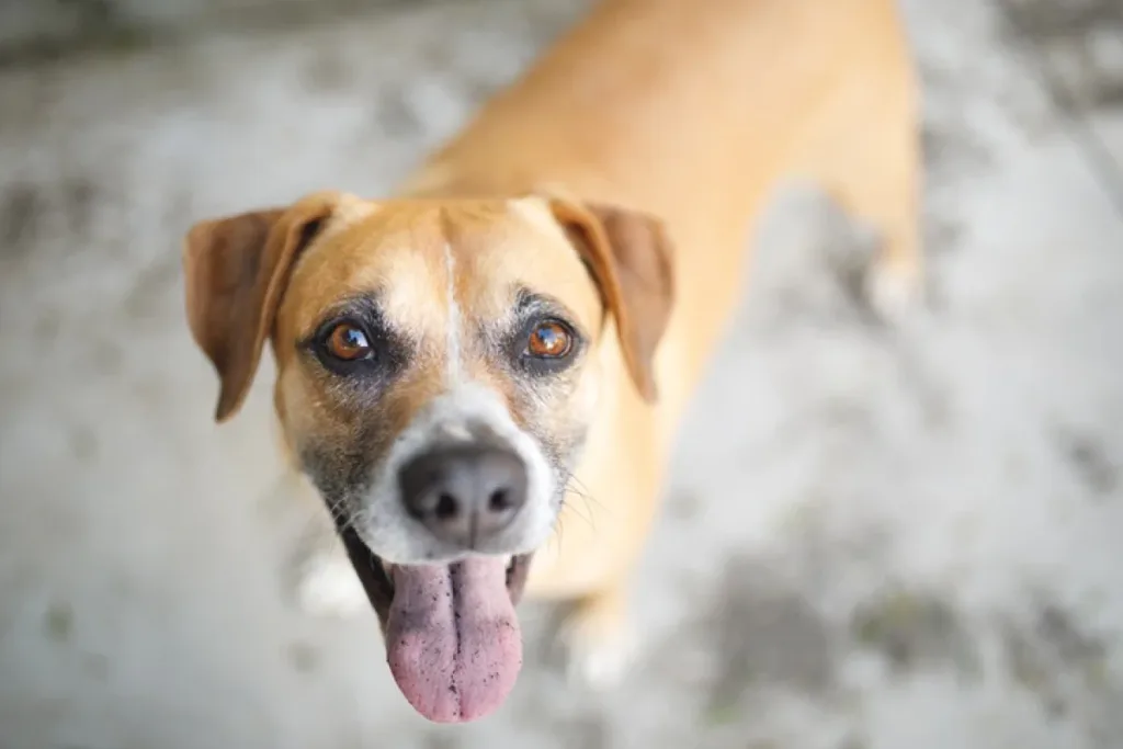 Dia do vira-lata celebra o cão caramelo como ícone nacional