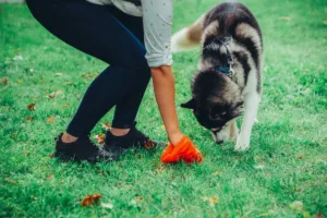 Discussão por fezes de cachorro termina em agressão em MG