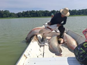Estudo aponta que Amazônia possui apenas uma espécie de pirarucu e derruba teoria de 2013