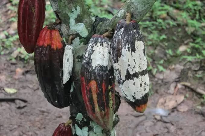 Inspeção e monitoramento fitossanitário em lavoura de cacau no Estado do Acre.