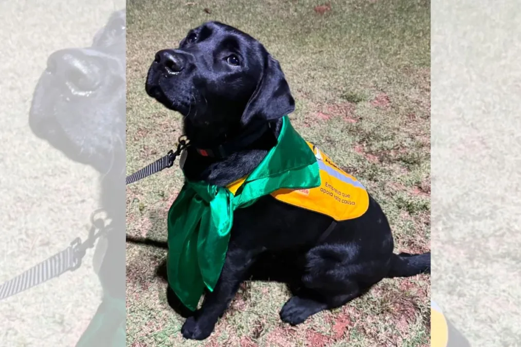 Labrador que se tornaria cão-guia morre ao comer planta tóxica