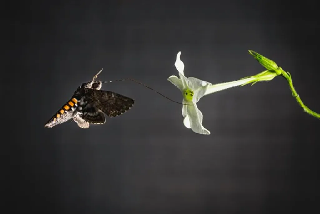 Mariposas usam as asas para sentir o cheiro de suas plantas preferidas