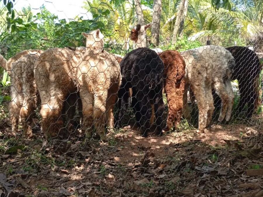 Lhamas apreendidas no Acre podem ser abatidas após morte de 13 animais em abrigo