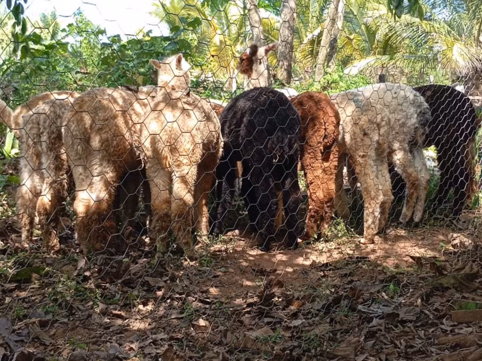 Lhamas apreendidas no Acre podem ser abatidas após morte de 13 animais em abrigo