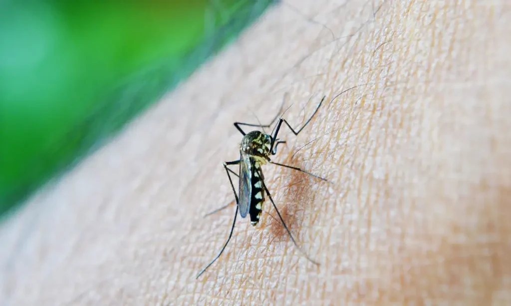 Acre registra dois óbitos por dengue em investigação e quase mil casos confirmados em 2026