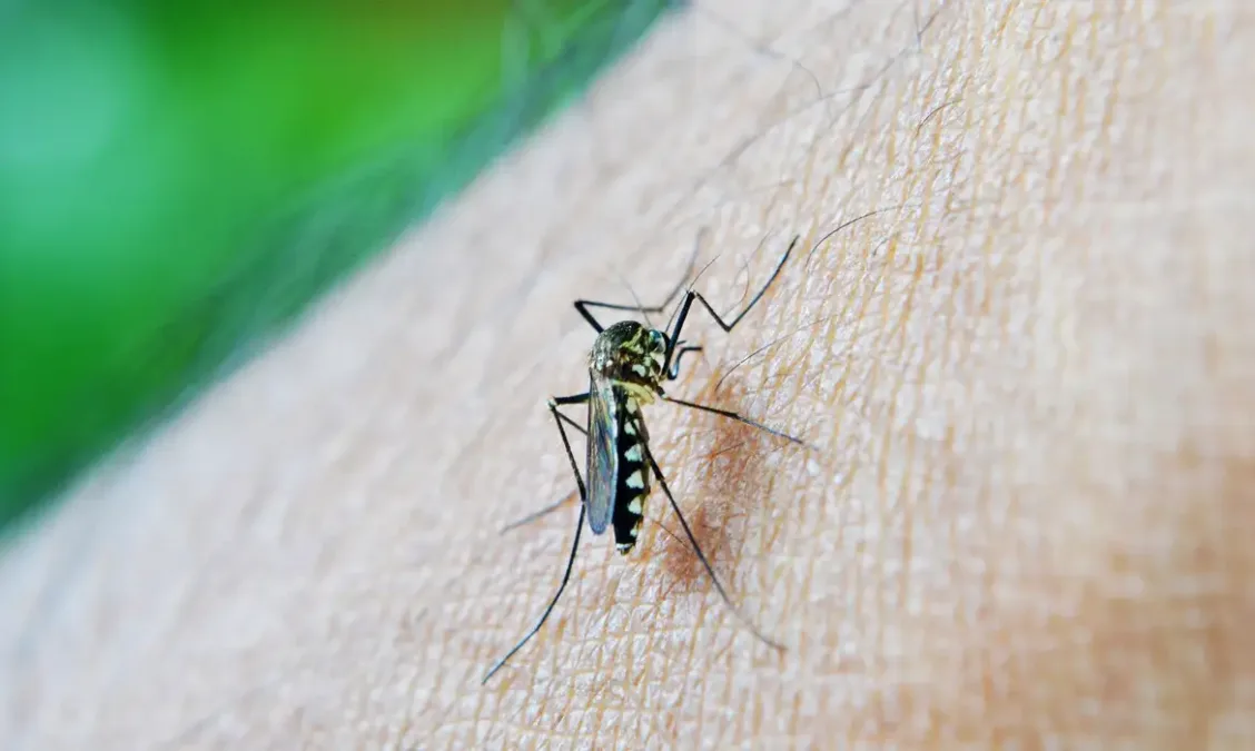 Acre registra dois óbitos por dengue em investigação e quase mil casos confirmados em 2026
