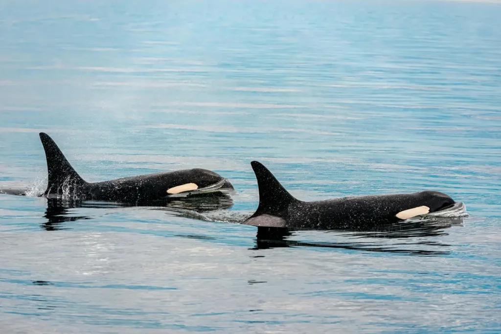 Orcas caçadoras de tubarão-branco têm medo de golfinhos pequenos