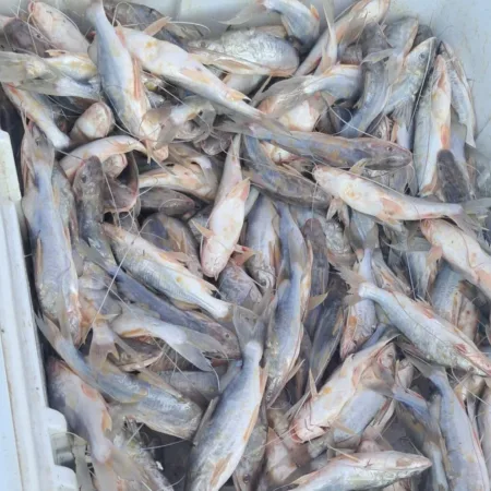 Quilo do mandi é vendido a R$ 10 em Sena Madureira com aumento da oferta de pescado.